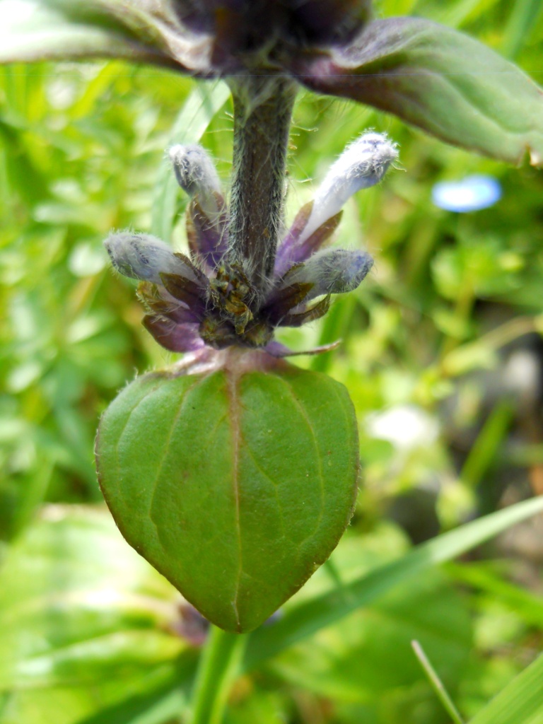 Ajuga reptans